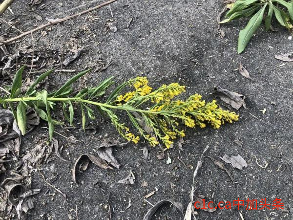 紧急提醒！发现请立即上报！上海、四川、山东等多地已发现它的踪迹-&ldquo;加拿大一枝黄花&rdquo;