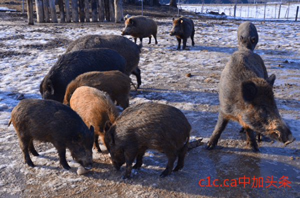 加拿大&ldquo;超级猪&rdquo;（super pigs）数量激增，有可能蔓延至边境以南，邻国严阵以待...